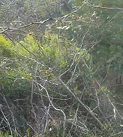 Land reclamation, clearing, clean off, north east Texas. Bell Brush Busters video